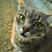 портрет кота :: Валера Горбань