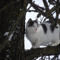 Кошка на дереве :: Liubov Garkusha