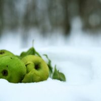 яблоки на снегу :: Игорь Кузьмук