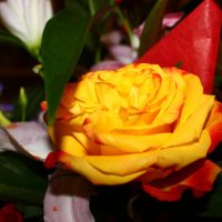 Нежный цветок- роза :: Анастасия Стародубцева