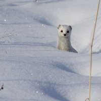 Ласка. :: Татьяна Грязнова