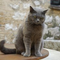 Прованский кот. :: N S