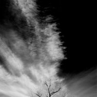 Дерево и облако :: Олег Грачёв