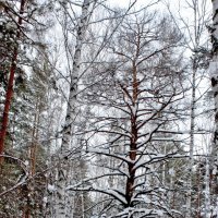 Гордая сосна :: Александр Садовский