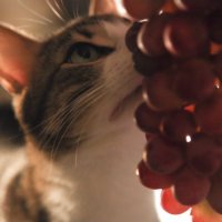 кот и виноград :: Екатерина Елагина