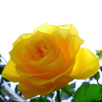 Жёлтая роза :: Olga Taube