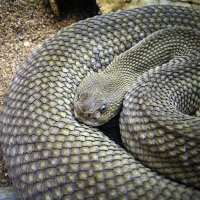 snake :: Олег Ионичев
