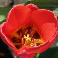 Tulip Тюльпан :: Андрей Миткевич