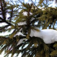 Ветка ели под снегом :: Анастасия Стародубцева