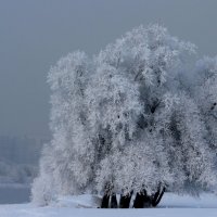 зимняя прогулка :: Светлана Амелина