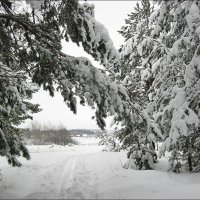 В пасмурном снежном лесу... :: Лена L.