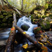 Осень в лесу :: Vasiliy 