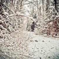 Зима в лесу :: Татьяна 