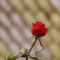Последние розы в саду. :: Galina Kazakova