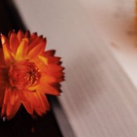 Book and flower :: Алина Зангиева