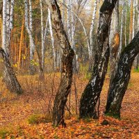 Лес остыл и листья сбросил... :: Галина Стрельченя