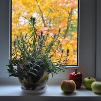 За окном осень :: Виктор Берёзкин