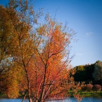 Der Herbst :: Irene Freud