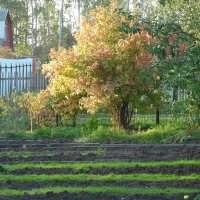 ...В огороде по гряде. Осыпаясь, пожелтели   Солнца редкие лучи. :: Галина 