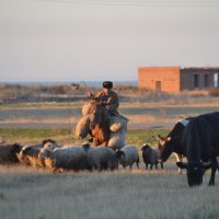 Пастух и его стадо :: Agnivarshi Малтыз