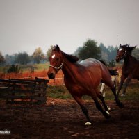 Kobyli Las :: Janusz Wrzesień