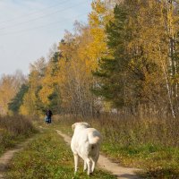 Друзья, враги? :: Галина Петрова