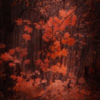 Осенний клён. :: Валерий Стогов