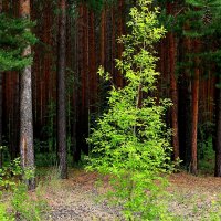 Невестка :: Виктор Коршунов