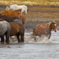 Радость :: Николай Морский 