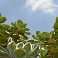 Нежное солнце для маленьких растений :: Владлен Нежданов