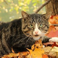 Осенний кот :: Татьяна Беляева