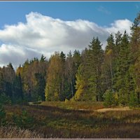 Лесная поляна :: Владимир Дементьев