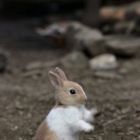 Эх,удержать бы равновесие! :: Виолетта 