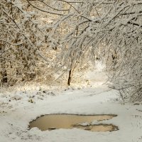 Зима... :: Татьяна Койнова