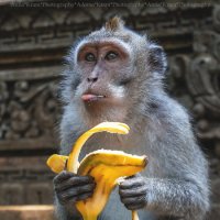 Sangeh Monkey Forest Bali :: Anna Kramchatkina