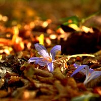 Цветы в осеннем лесу. :: Светлана Дымченко