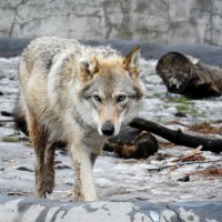 Сколько волка ни корми, всё равно в лес смотрит. :: Галина 