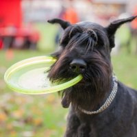 Dog frisbee :: Ольга Сковородникова