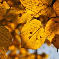 Желтые листья :: Ирина Токарева