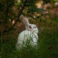 За белым кроликом :: Александр Сашин