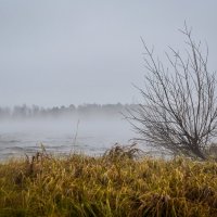 Прошлогодний ноябрь :: Василий Хорошев