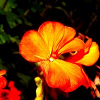 Красив перелив цветка :: Елизавета Белянина