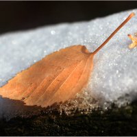 Первый снег... последний лист... :: Olenka 