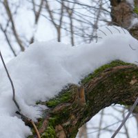 Снежный дракоша :: Элен .