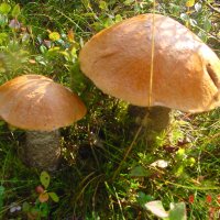 Sweden mushrooms 01 :: Borut Pahor 