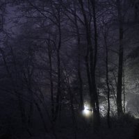 Ночь в лесу :: Медведев Сергей 