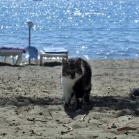 пляжный кот :: Татьяна Осипова(Deni2048)