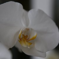 Орхидея :: Виталий Житков