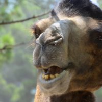 Funny Camel ))) :: Николай Воробьёв 