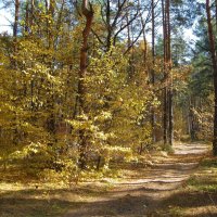 Очарованный лес :: Леонид Корейба